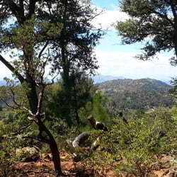 Big Cat Cabin - View off the back porch, where you can sit and take in the sounds of nature and peace while taking in the great scenery.