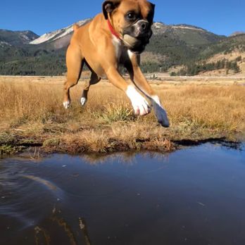 Adventure Pet - Pet Boarding Near Me - Reno, Nevada