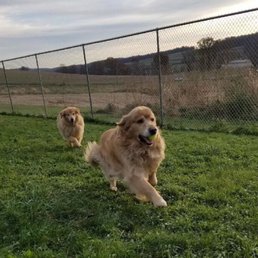 Blizzard & Storm playing in the yard. Blizzard & Storm playing in the yard.
