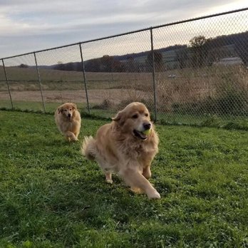 Tail Country Pet Resort - Blizzard & Storm playing in the yard. - Pet Training Near Me - Dallastown, Pennsylvania Tail Country Pet Resort - Blizzard & Storm playing in the yard. - Pet Training Near Me - Dallastown, Pennsylvania