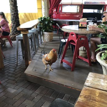 Yellow Dog Eats - The most chill rooster hanging out in the outside covered porch area :) - Sandwiches Near Me - Windermere, Florida