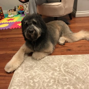 Q d Doggie - Pet Groomers Near Me - Lake Forest, California Q d Doggie - Pet Groomers Near Me - Lake Forest, California