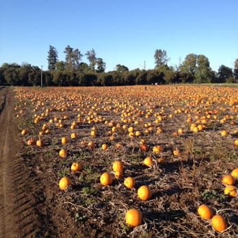 Thistledown Farm - Choose from a wide variety of pumpkins:-) - Fruits & Veggies Near Me - Junction City, Oregon Thistledown Farm - Choose from a wide variety of pumpkins:-) - Fruits & Veggies Near Me - Junction City, Oregon