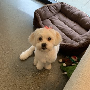 Classy Canine's Wiggle Rumps - Pet Groomers Near Me - Castrovalley, California