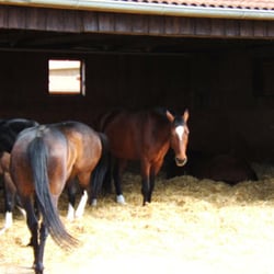 Pferdepension mit Bewegungsstall und schöne Landschaft