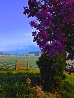 Meadows Of Mendon Stables