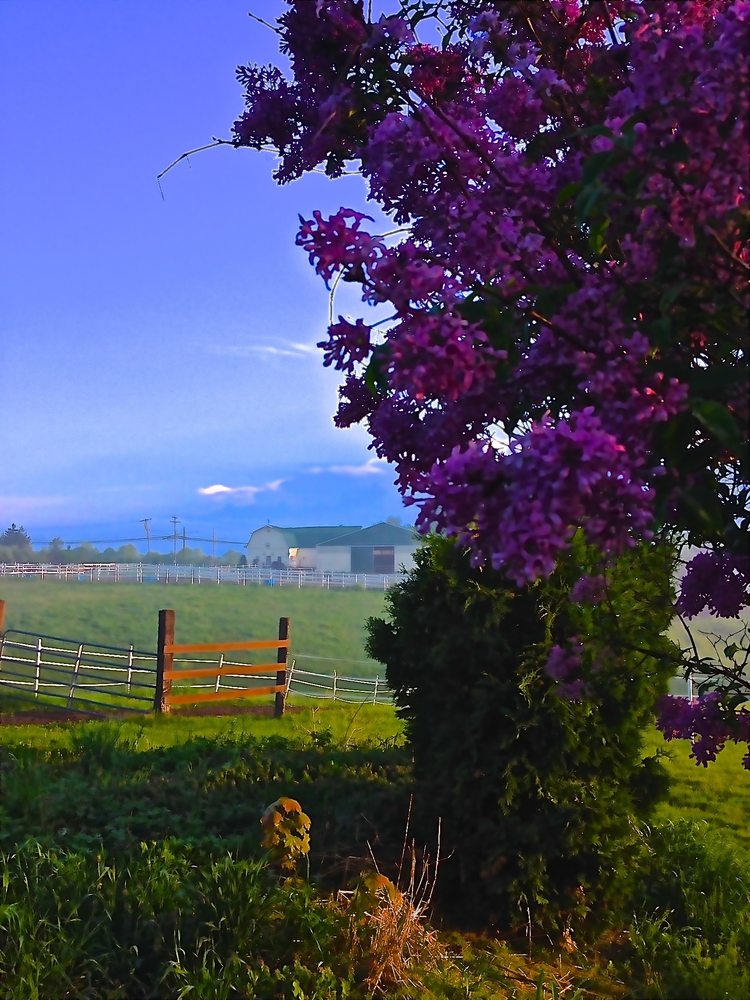 Meadows Of Mendon Stables - equestrian in Honeoye Falls, NY