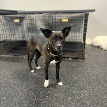 Dogtopia - Fort Mill - Pet Groomers Near Me - Fort Mill, South Carolina