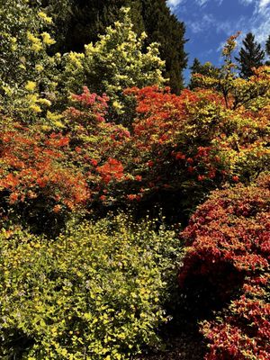 Washington Park Arboretum by null
