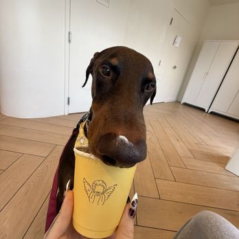 La La Land - Pup cup! - Cafes Near Me - Fort Worth, Texas