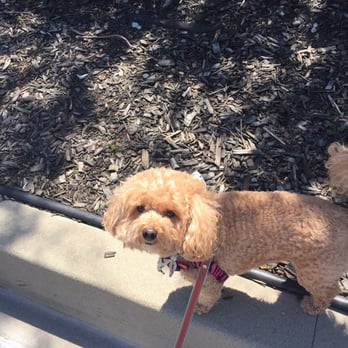 Sky's the Limit Pet Service - Rosy on her walks with Aki - Dog Walkers Near Me Sky's the Limit Pet Service - Rosy on her walks with Aki - Dog Walkers Near Me
