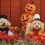 Photo of Carolina Forest Animal Clinic