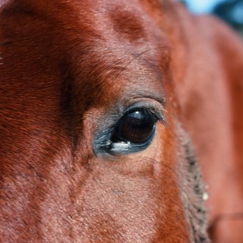 Las Trampas Regional Wilderness - Red-colored horse living near Bollinger Canyon Road. - - - Tom Brody - Parks Near Me - San Ramon, California Las Trampas Regional Wilderness - Red-colored horse living near Bollinger Canyon Road. - - - Tom Brody - Parks Near Me - San Ramon, California