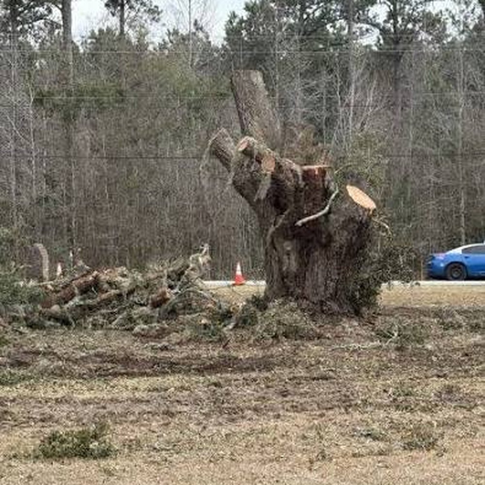 Gunnison Tree Services - Tree Services Near Me - Atlanta, Georgia Gunnison Tree Services - Tree Services Near Me - Atlanta, Georgia