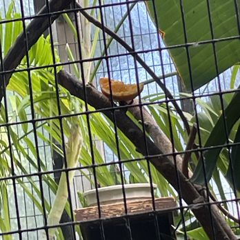 Brookfield Zoo Chicago - Amazing orange - Zoos Near Me - Brookfield, Illinois Brookfield Zoo Chicago - Amazing orange - Zoos Near Me - Brookfield, Illinois
