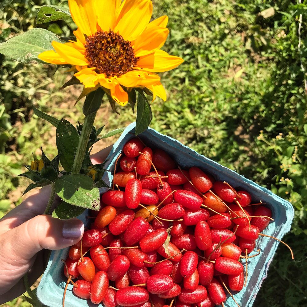 Homefields Care Farm - Goumi berries from a weekly CSA pickup. - CSA Near Me - Millersville, Pennsylvania