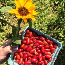Homefields Care Farm - Goumi berries from a weekly CSA pickup.