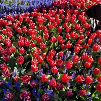 Roozengaarde Display Garden & Store - Florists Near Me - Mount Vernon, Washington Roozengaarde Display Garden & Store - Florists Near Me - Mount Vernon, Washington