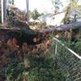 Photo of Treadwell Tree Surgeons