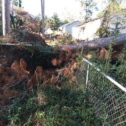 Treadwell Tree Surgeons