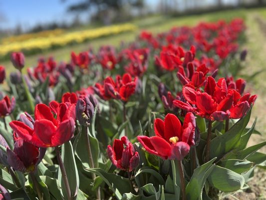 Veldheer Tulip Gardens by null