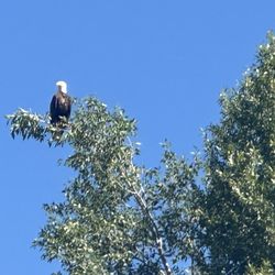 Snake River Angler & Scenic Float Trips - Eagle