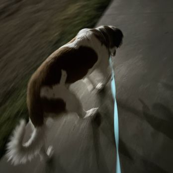 MVP Pet Transport - Pet Transportation Near Me MVP Pet Transport - Pet Transportation Near Me