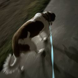 MVP Pet Transport