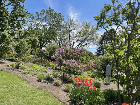 Lilacia Park by null