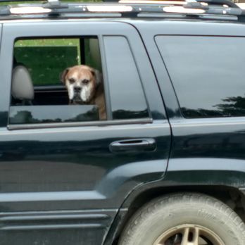 Surrey Veterinary Clinic - Veterinarians Near Me - Clare, Michigan Surrey Veterinary Clinic - Veterinarians Near Me - Clare, Michigan