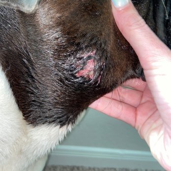 PetSuites Westover Hills - Wednesday - right jowl wound - Pet Boarding Near Me - San Antonio, Texas PetSuites Westover Hills - Wednesday - right jowl wound - Pet Boarding Near Me - San Antonio, Texas