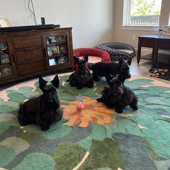Groom Service - Pet Groomers Near Me - Austin, Texas Groom Service - Pet Groomers Near Me - Austin, Texas