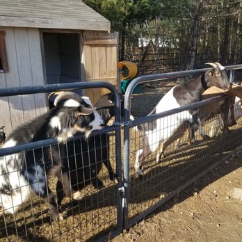New England Reptile Distributors - Pet Stores Near Me - Plaistow, New Hampshire New England Reptile Distributors - Pet Stores Near Me - Plaistow, New Hampshire