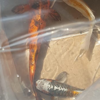 Falling Water Gardens - Two large Koi - these were $100 each. Very reasonable for the size and quality. - Nurseries & Gardening Near Me - Monroe, Washington Falling Water Gardens - Two large Koi - these were $100 each. Very reasonable for the size and quality. - Nurseries & Gardening Near Me - Monroe, Washington