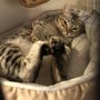 Photo of The Cat Chalet