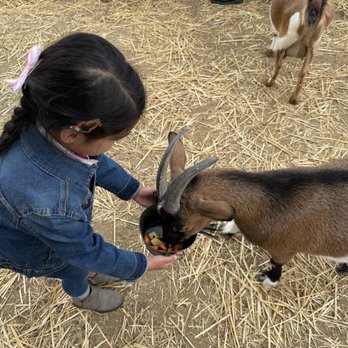 GG's Fun Ranch - Feeding the goats with a bucket - Venues & Event Spaces Near Me - San Fernando Valley, California GG's Fun Ranch - Feeding the goats with a bucket - Venues & Event Spaces Near Me - San Fernando Valley, California