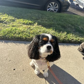 Papo's Mobile Grooming - Pet Groomers Near Me Papo's Mobile Grooming - Pet Groomers Near Me