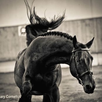 Echo Glen Equestrian Center - Home of Corteo, a Cor de la Bryere grandson, 16.1 ISR Oldenburg approved stallion - Horseback Riding Near Me - North Plains, Oregon Echo Glen Equestrian Center - Home of Corteo, a Cor de la Bryere grandson, 16.1 ISR Oldenburg approved stallion - Horseback Riding Near Me - North Plains, Oregon
