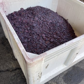 Boeger Winery - October 4, 2025 - Harvest time. - Wineries Near Me - Placerville, California