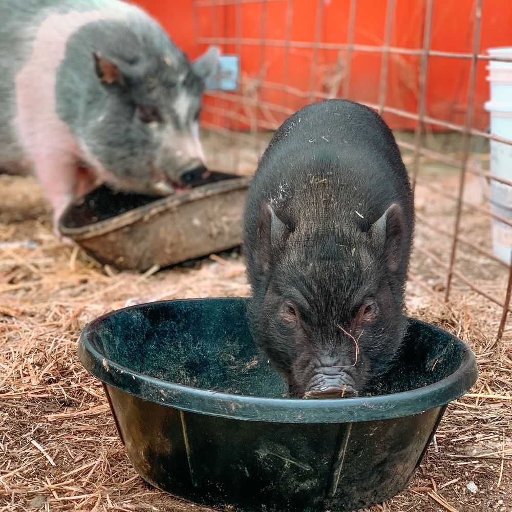 Oinking Acres Farm - Attraction Farms Near Me - Brownsburg, Indiana Oinking Acres Farm - Attraction Farms Near Me - Brownsburg, Indiana