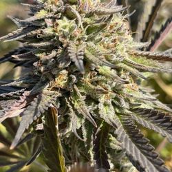 Commencement Bay Cannabis - Green - Wet Betty
