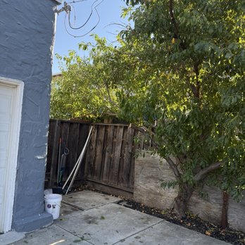 Califa Tree Care - My peach tree that they trimmed for me away from my house. - Tree Services Near Me