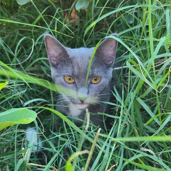 Castaic Towing - Cat tax - Towing Near Me - Castaic, California