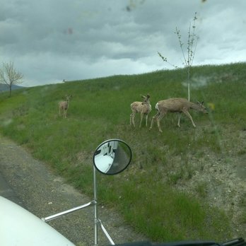 Eagle's View Inn & Suites - They also have deer roaming in the back of the complex! - Hotels Near Me - Enterprise, Oregon Eagle's View Inn & Suites - They also have deer roaming in the back of the complex! - Hotels Near Me - Enterprise, Oregon