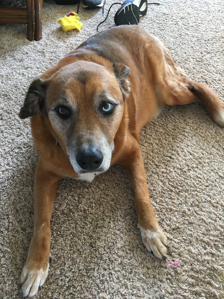 ALOHA VETERINARY CENTER 13 Photos & 64 Reviews 819 Laukapu St, Hilo