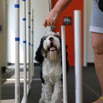 Zoom Room Dog Training - Pet Training Near Me - Winter Park, Florida Zoom Room Dog Training - Pet Training Near Me - Winter Park, Florida