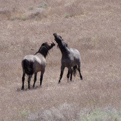 Carson Valley Tours