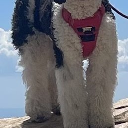 Bernie the Bernedoodle Bernie the Bernedoodle