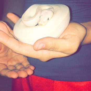Snakes At Sunset - Pet Stores Near Me - Miami, Florida Snakes At Sunset - Pet Stores Near Me - Miami, Florida