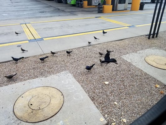 Pilot Travel Center by null